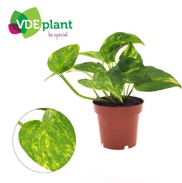 Efeutute - Epipremnum Aureum - Zimmerpflanze - Ø12cm - ↕25cm