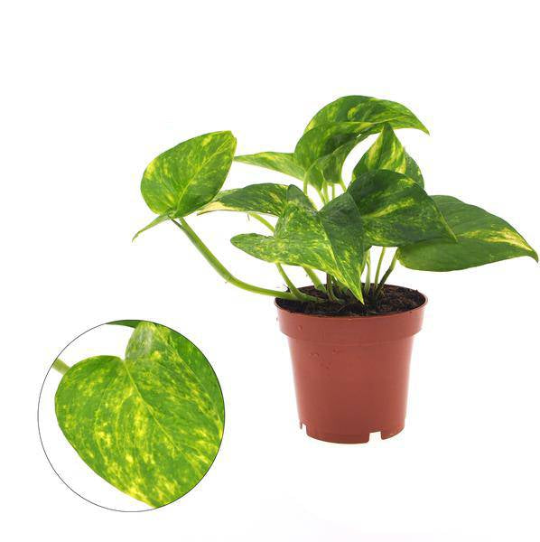 Efeutute – Epipremnum Aureum – Zimmerpflanze – Ø12cm – ca. 25cm hoch – Luftreinigend & pflegeleicht – Robuste Hänge- & Kletterpflanze