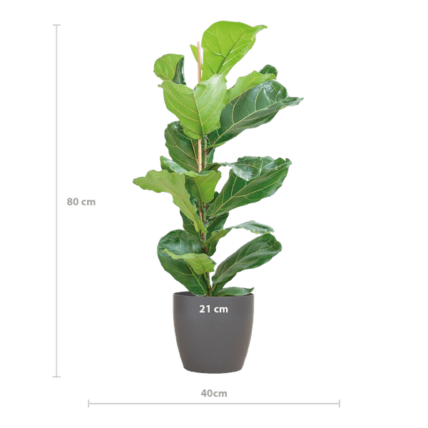 Ficus Lyrata – Geigen-Feige – Zimmerpflanze – 80 cm – Ø21 cm – inkl. Topf Viber Grau – Große Blätter, pflegeleicht, dekorativ