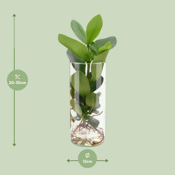 Clusia Im Zylinderglas - Ø12cm - ↕30cm