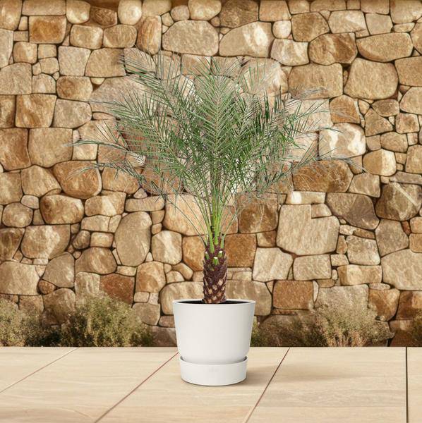 Zwerg-Dattelpalme – Phoenix Roebelenii – Palme – Zimmerpflanze – Ø40cm – ↕190cm – Exotisches Flair für Innen & Außen