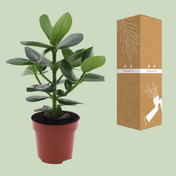 Clusia rosea Princess – Balsamapfel – Ø12cm – ↕15cm – Dekorative Zimmerpflanze mit glänzenden Blättern – Pflegeleicht & luftreinigend – Autogrammbaum