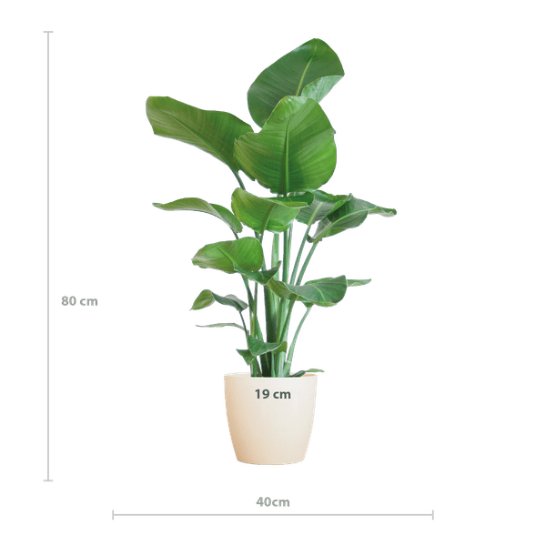 Strelitzia Nicolai – Baum-Strelitzie – Zimmerpflanze – 80 cm – Ø21 cm – inkl. Topf Viber Weiß – Große Blätter, tropisches Flair, pflegeleicht