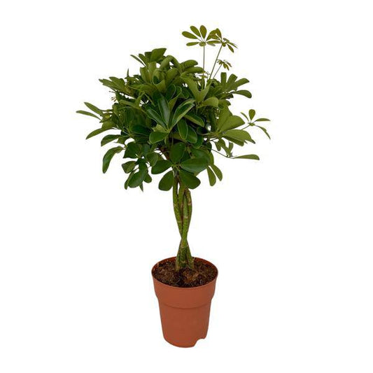 Strahlenaralie – Schefflera Compacta – Zimmerpflanze – Ø19 cm Topf – Ca. 80 cm hoch – Pflegeleicht & dekorativ – Ideal für Innenräume & überdachte Terrassen