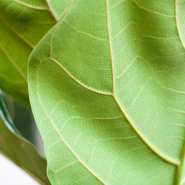 Ficus Lyrata – Geigen-Feige – Zimmerpflanze – 80 cm – Ø21 cm – inkl. Topf Viber Grau – Große Blätter, pflegeleicht, dekorativ