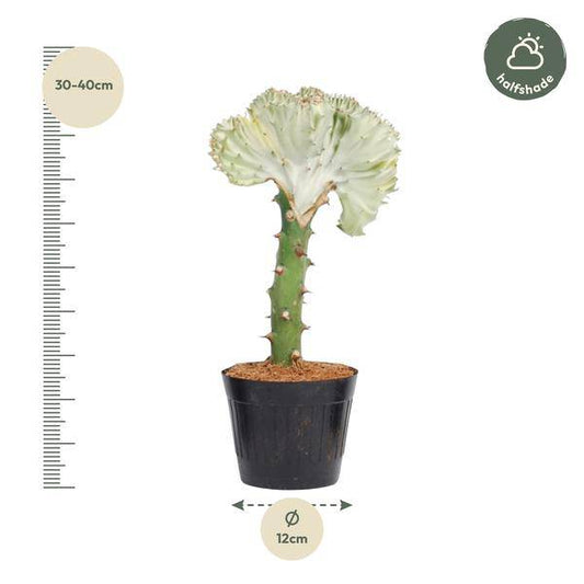 Euphorbia lactea Cristata Weiß – Korallen-Wolfsmilch – Zimmerpflanze ca. 35cm – ø12cm – Exotische Sukkulente in Korallenform – Pflegeleichte Kaktuspflanze für sonnige Standorte