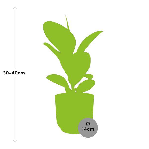 Gummibaum - Ficus Elastica 'Robusta' - Zimmerpflanze + Topf Vibes Fold 14cm Gelb