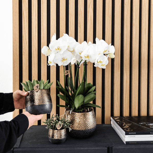 Phalaenopsis-Orchideen Weiß - Topfgröße Ø12cm - Zimmerpflanze - 2 Stück