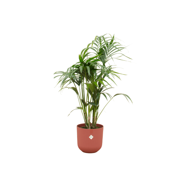 Kentia Palme – Forstersche Kentia – Zimmerpflanze – 130cm hoch – Ø26cm inkl. Jazz Topf Rot – Tropische & pflegeleichte Grünpflanze – Elegante Palme für Wohnzimmer & Büro