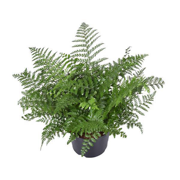 Nestfarn - Asplenium Parvati - Zimmerpflanze - Ø23cm - ↕55cm