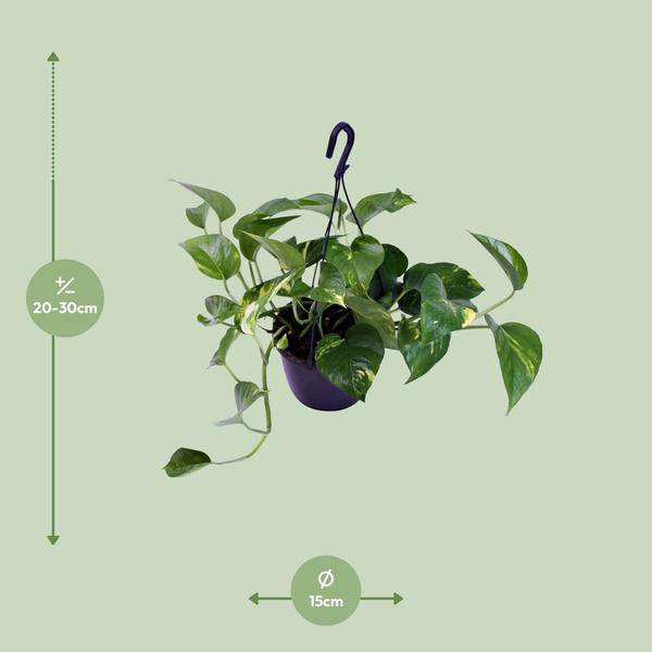 Gefleckte Efeutute - Scindapsus Pictus Trebie - Zimmerpflanze - Ø15cm - ↕30cm