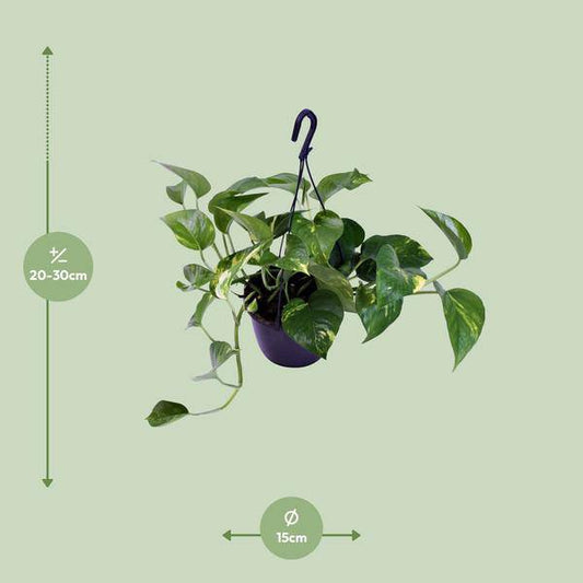 Gefleckte Efeutute - Scindapsus Pictus Trebie - Zimmerpflanze - Ø15cm - ↕30cm