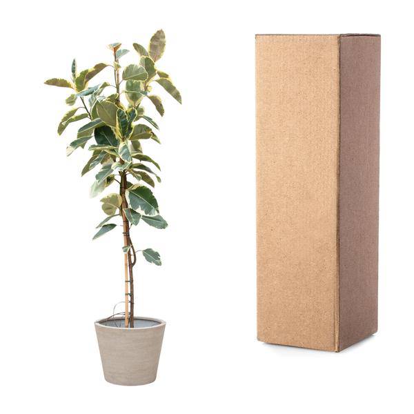 Gummibaum - Ficus Tineke auf Stiel - Zimmerpflanze - 220cm - ø30cm