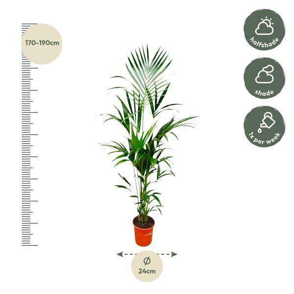 Kentia-Palme – Howea forsteriana – 180 cm hoch – Ø24 cm-Topf – Elegante Zimmerpalme – Luftreinigend & pflegeleicht – Für Wohnzimmer, Büro & Wintergarten