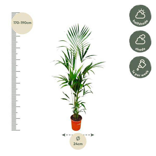 Kentia-Palme – Howea forsteriana – 180 cm hoch – Ø24 cm-Topf – Elegante Zimmerpalme – Luftreinigend & pflegeleicht – Für Wohnzimmer, Büro & Wintergarten