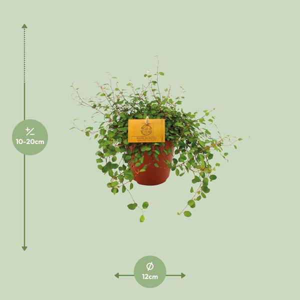 Drahtstrauch - Muehlenbeckia Maori - Zimmerpflanze - Ø12cm - ↕20cm