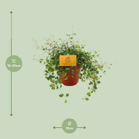 Drahtstrauch - Muehlenbeckia Maori - Zimmerpflanze - Ø12cm - ↕20cm