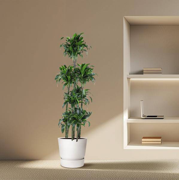 Drachenbaum - Dracaena Dorado Karussell - Zimmerpflanze - 170cm - ø34cm
