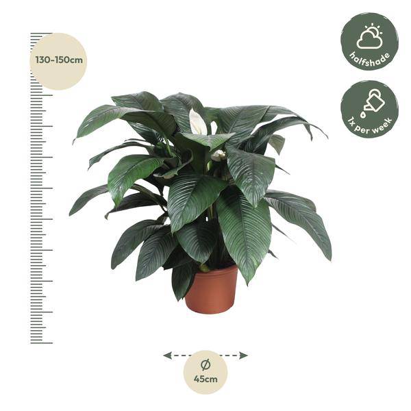 Einblatt - Spathiphyllum Sensation - Zimmerpflanze - 140cm - ø45cm