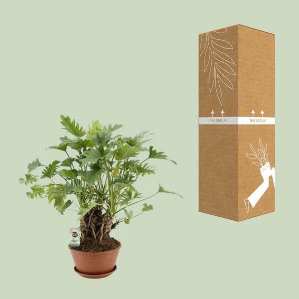 Baumfreund - Philodendron Xanadu - Zimmerpflanze - Ø22cm - ↕50cm