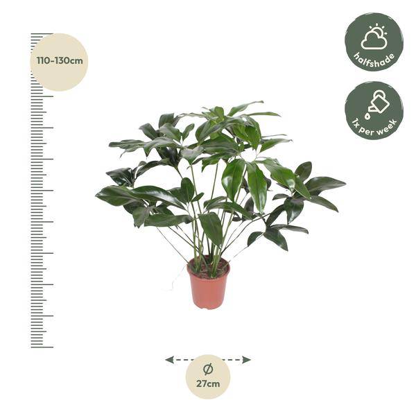 Baumfreund - Philodendron Green Wonder - Zimmerpflanze - 120cm - ø27cm