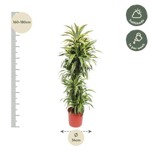 Drachenbaum - Dracaena Lemonlime - Zimmerpflanze - 170cm - ø34cm