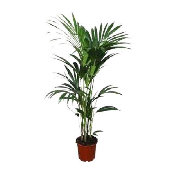 Kentia-Palme (Howea forsteriana) – Zimmerpflanze – Ø22cm – 120 cm hoch – Luftreinigend & Pflegeleicht