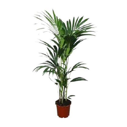 Kentia-Palme (Howea forsteriana) – Zimmerpflanze – Ø22cm – 120 cm hoch – Luftreinigend & Pflegeleicht
