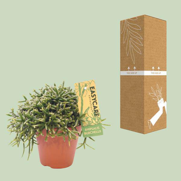 Korallenkaktus - Rhipsalis Burchellii - Ø12cm - ↕20cm