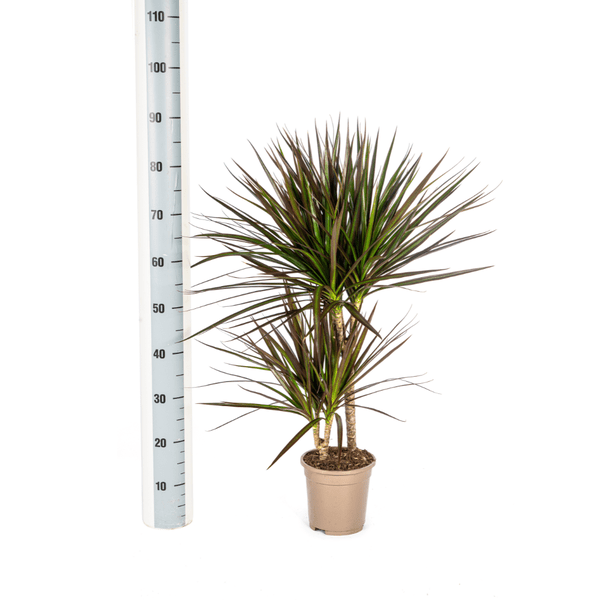 Dracaena Marginata Magenta – Drachenbaum – Zimmerpflanze – Ø17cm – ↕50-70cm – Pflegeleichte Grünpflanze mit roten Blatträndern – Luftreinigende Pflanze für Zuhause & Büro