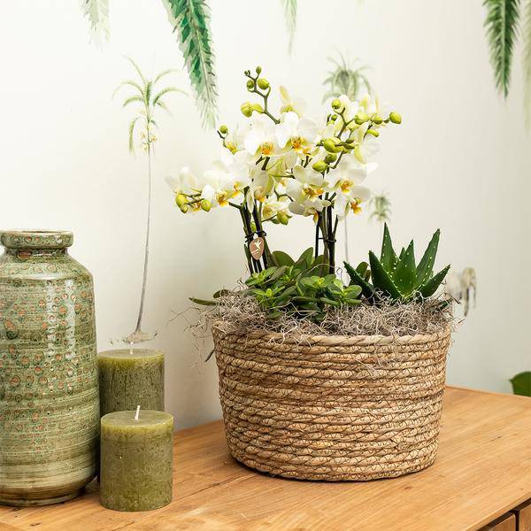 Schilfkorb Blumenschale - dekorative Schale aus Korbgeflecht - Durchmesser Ø30cm - Oasis of Life