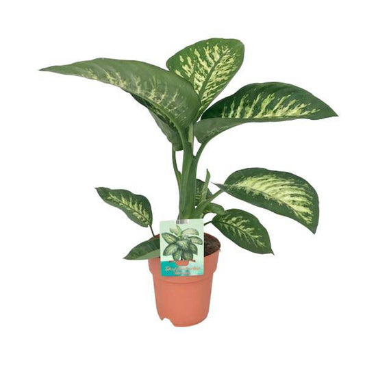 Dieffenbachie - Dieffenbachia seguine 'Tropic Snow' - Zimmerpflanze - Ø19cm - ↕70cm