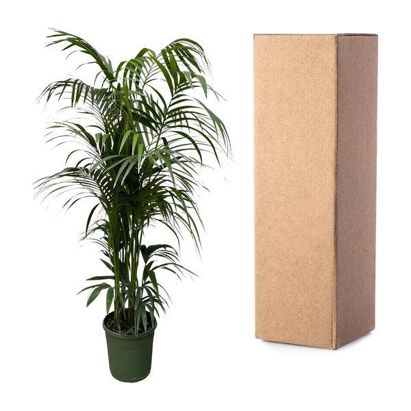 Kentia-Palme – Howea forsteriana – Zimmerpflanze 230cm – Ø38cm – Exklusive XXL-Palme mit eleganten Wedeln – Tropische Kübelpflanze für Wohnzimmer, Büro & Wintergarten – Pflegeleicht