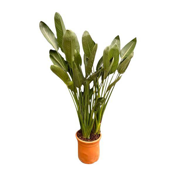 Strelitzia Reginae - Paradiesvogelblume - Zimmerpflanze - 180cm - ⌀50cm
