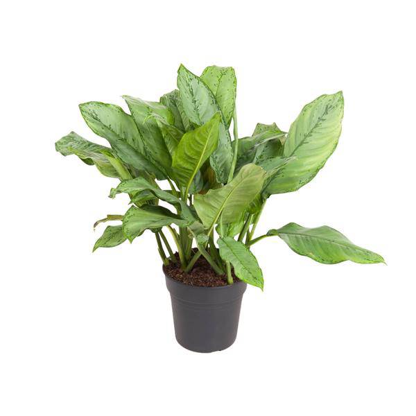 Kolbenfaden - Aglaonema B.J, Freedman - Zimmerpflanze - Ø24cm - ↕70cm
