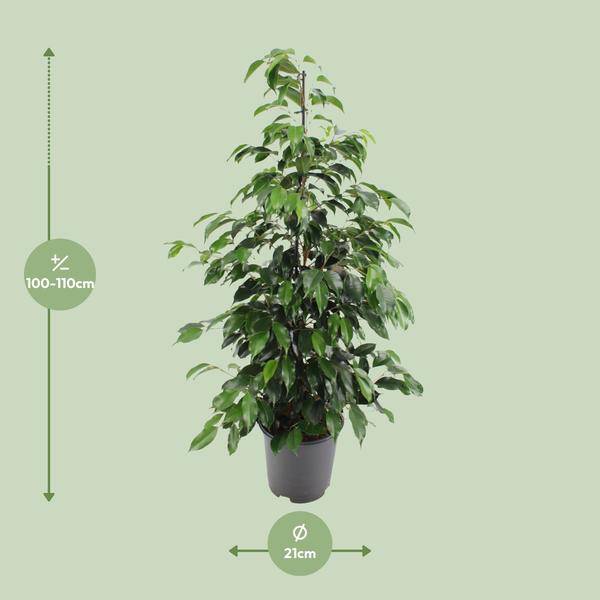 Birkenfeige - Ficus benjamina Danielle - Zimmerpflanze - Ø21cm - ↕95cm
