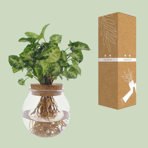 Purpurtute Syngonium Pixie – Hydroponische Zimmerpflanze – Ø12cm – 30cm Höhe – dekoratives grünes Laub – Pflegeleicht