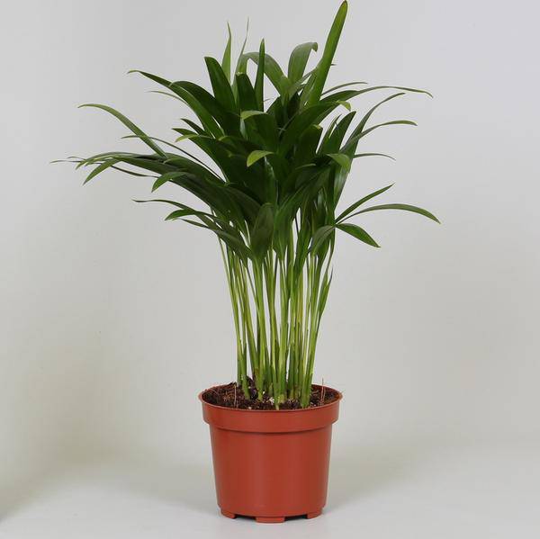 Goldfruchtpalme Areca Dypsis – Ø12cm – 35cm hoch – Luftreinigende Zimmerpflanze – Pflegeleicht & Tropisches Flair