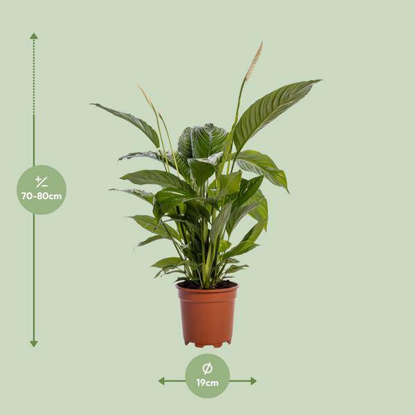 Einblatt - Spathiphyllum Bingo Cupido - Zimmerpflanze - Ø19cm - ↕80cm