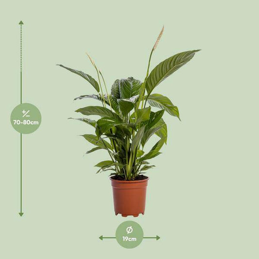 Einblatt - Spathiphyllum Bingo Cupido - Zimmerpflanze - Ø19cm - ↕80cm