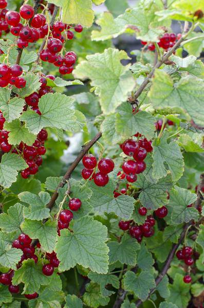 Rote Johannisbeere - Ribes rubrum 'Jonkheer van Tets' - Ø13cm - ↕45cm