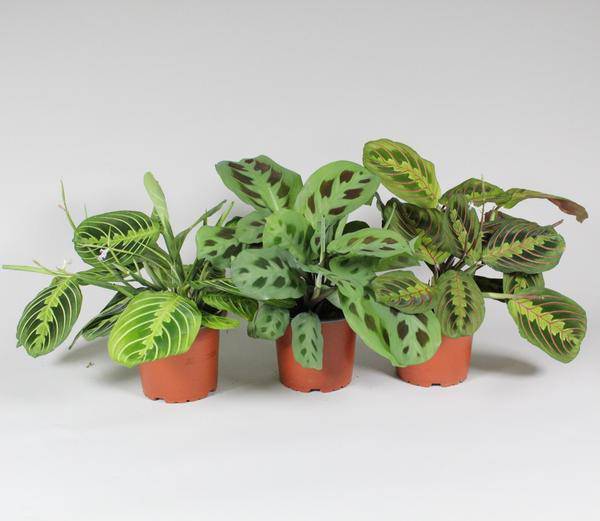 Pfeilwurz - Maranta Leuconeura 'Fascinator' - Mix 3 Sorten