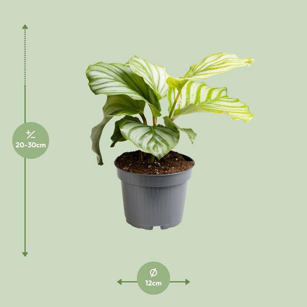 Korbmarante - Calathea Orbifolia - Zimmerpflanze - Ø12cm - ↕25cm