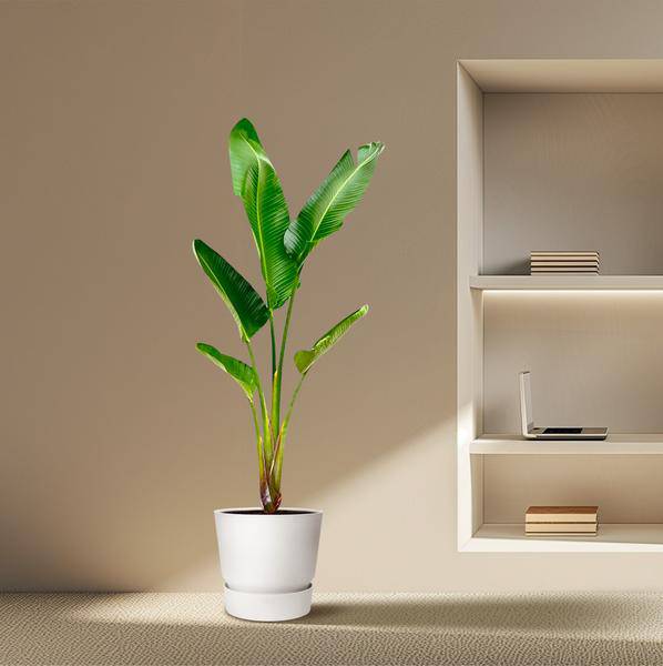 Baum-Strelitzie - Strelitzia Augusta - Zimmerpflanze - 210cm - ø30cm