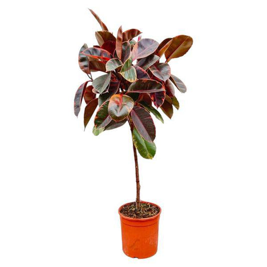 Gummibaum - Ficus Elastica Belize – auf Stiel – Zimmerpflanze – ca. 130 cm hoch – Ø24 cm – Buntes Laub – Pflegeleicht & Luftreinigend