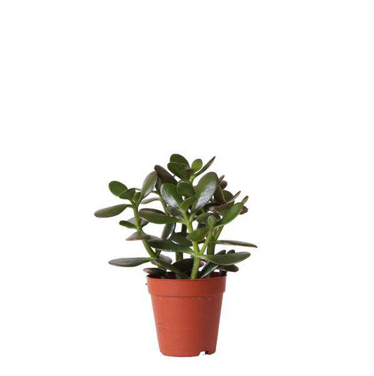 Sukkulente Crassula Ovata – Ø9cm – Robuste Zimmerpflanze mit glänzenden Blättern – Pflegeleicht & dekorativ – Für Wohnzimmer, Büro & Bad