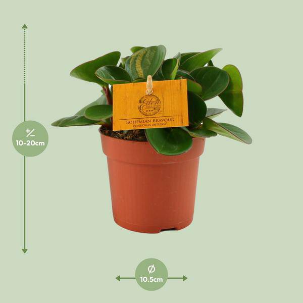 Zwergpfeffer - Peperomia Obtipan - Zimmerpflanze - Ø11cm - ↕15cm