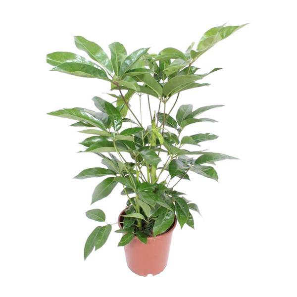 Regenschirmbaum - Schefflera Actinophylla Amate - Zimmerpflanze - Ø24cm - ↕100cm