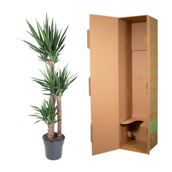 Riesen-Palmlilie - Yucca Elephantipes - Zimmerpflanze - 170cm - ø31cm