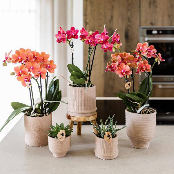 Rote Phalaenopsis Orchidee Congo mit 2-3 Stielen im Bali Ziertopf Sand Ă9cm â Exotische Zimmerpflanze im ethnischen Design fĂŒr Wohnzimmer BĂŒro DekoÂ